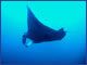 Sheena Special Manta ray