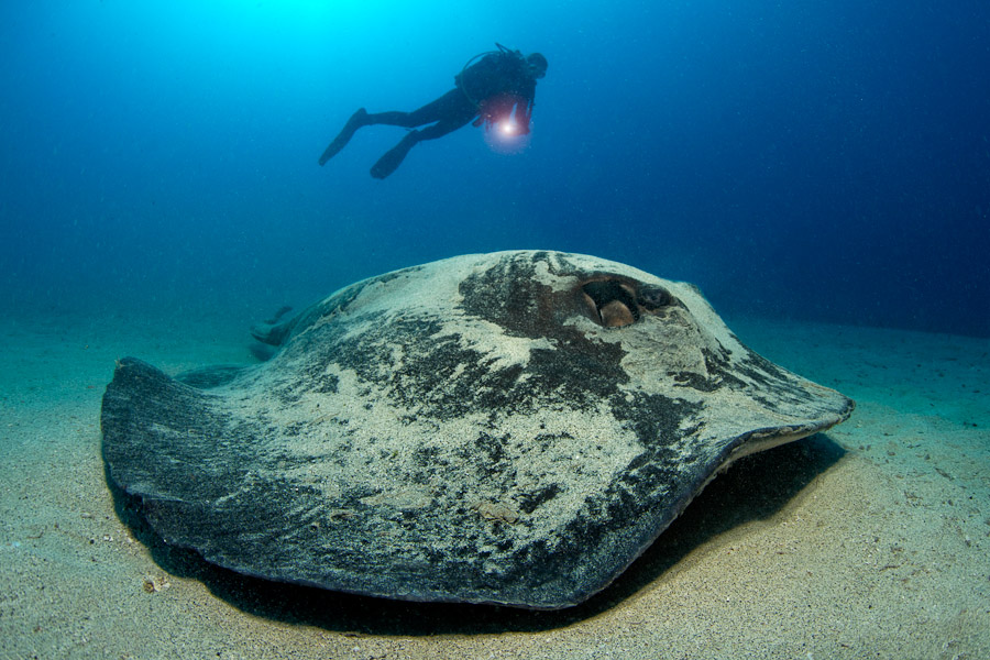 Scuba Diving Canary Islands Scuba Diving Canary Islands
