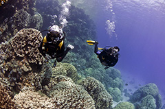 Aegypten tauchen Buddyweeks bei Werner Lau