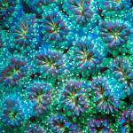 Fluo Diving