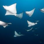 Eagle Rays