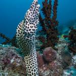 Moray Eel