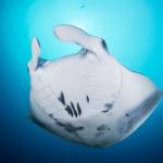 Manta Ray