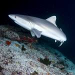 White Tip Reefshark at night