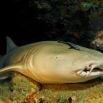 Nurse Shark