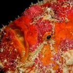 Frog fish