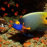 Blue Faced Angelfish