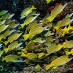 Bluestriped Snappers