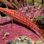 Longnose hawkfish