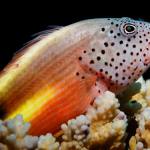 Hawkfish