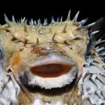 Orbiculate burrfish