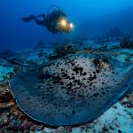 Blackspotted ribbontail stingray