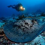 Blackspotted ribbontail stingray