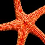 Starfish