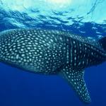 Whale Shark