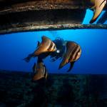 Filitheyo Wreck / House reef