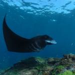 Manta Ray