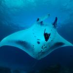 Manta Ray