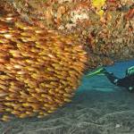 Schooling Fish