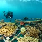 Reefprojekt Pondok Sari