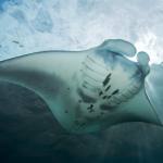 Manta Ray