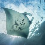 Manta Ray
