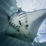 Manta Ray