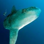 Mola Mola
