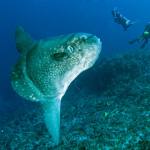 Mola Mola