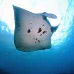 Manta Ray