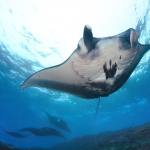 Manta Ray