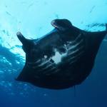 Manta Ray