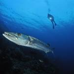 Baracuda