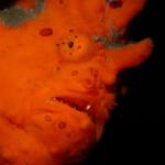 Macro