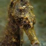 Macro