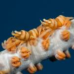 Macro