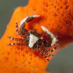 Macro