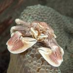 Macro