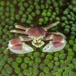 Macro