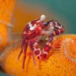 Macro
