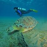 Red Sea Underwater