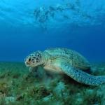 Red Sea Underwater