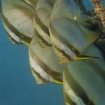 Red Sea Underwater