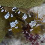 Red Sea Underwater