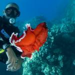 Red Sea Underwater