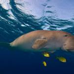 Red Sea Underwater