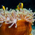 Red Sea Underwater