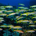 Red Sea Underwater