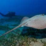 Red Sea Underwater