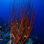 Red Sea Underwater